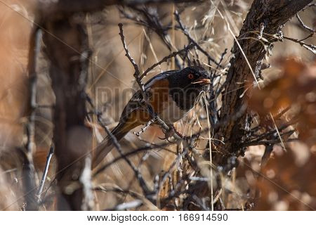 Spotted Towhee Gathering Nesting Material in Early Spring
