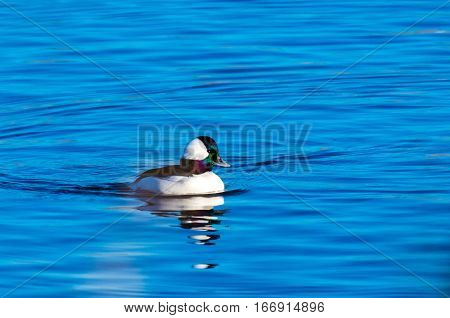 A Male Bufflehead Swimming on a Lake