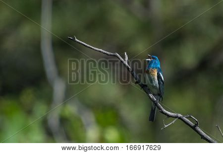 A Lazuli Bunting Calling for a Mate