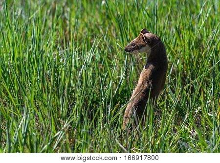 A Short-tailed Weasel Poses on the Prairie