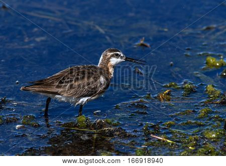 A Female Wilson's Phalarope Searching for Food