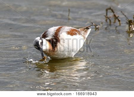 A Wilson's Phalarope Finally Catches Some Dinner