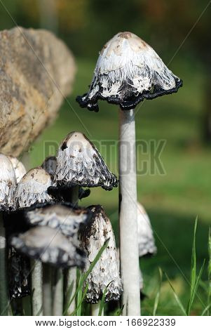 Shaggy Ink cap mushrooms growing in a field