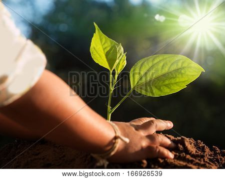 Close up kid hand planting young tree over sunlight and green nature environment