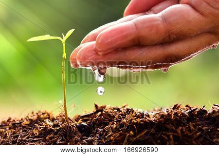 Close up male hand watering young tree with sun light