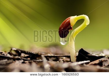 Plant new life and stat up concept.Young plant growing over green and sunlight environment