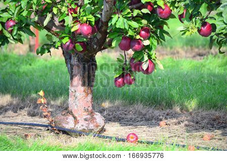 Red Delicious Apple Tree - This Photo was taken at Apple Orchard in Illinois