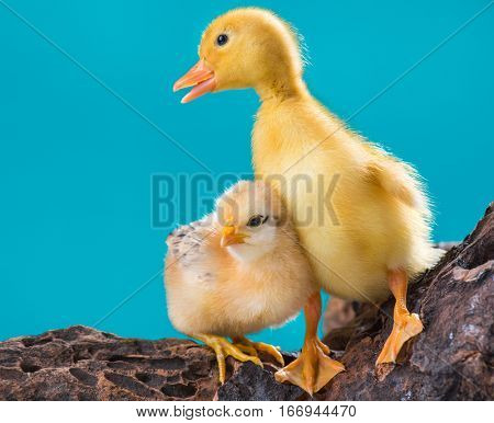 Cute little newborn chicken and yellow fluffy gosling on blue background, standing on wood. Newly hatched chick and goose on a chicken farm.
