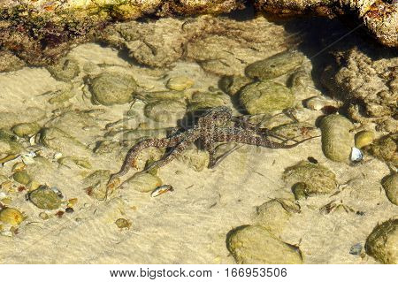 Small young Octopus in a shallow rock pool looking for food
