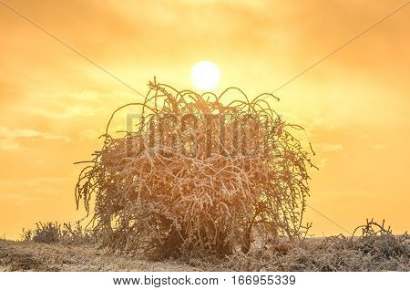 Standing alone on the white snow bush in sunset light, the setting sun. Fantastic landscape glowing by sunlight. Dramatic wintry scene. Natural park. Caucazus Europe. Beauty world. Retro style filter. Instagram toning effect.