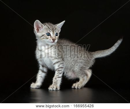 Cute Egyptian Mau Little Kitten