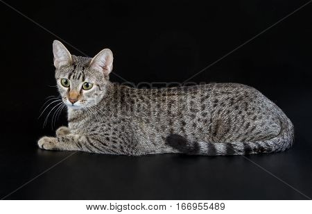 Cute Egyptian Mau Little Kitten