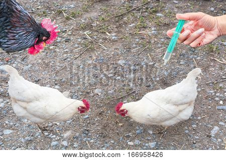 Symbolically general prevention against infections. On the hand hand with syringe and chickens. Concept of avian flu animal experiments antibiotics and vaccinations.