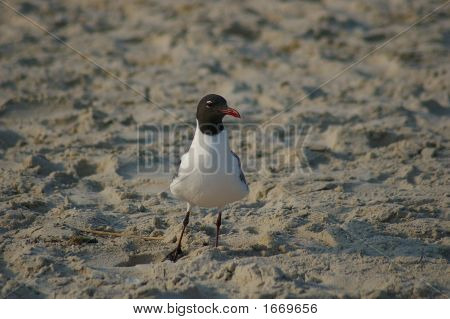 Seagull op zoek