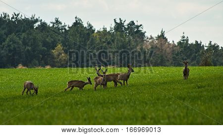 deer grazing on a green meadow on a cloudy day