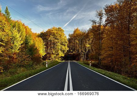 asphalt road to the forest in autumn under blue skies