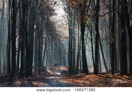 lights and shadows in the forest in the morning