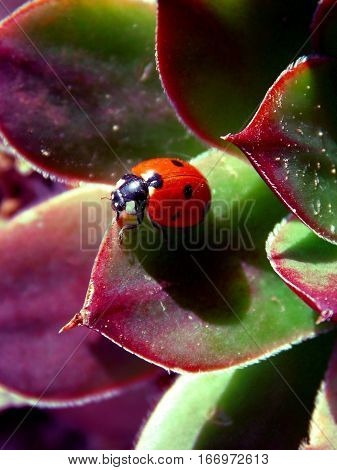 ladybird on the stone rosa in the nature