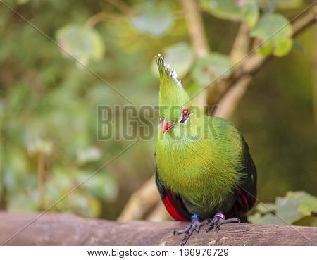 Close-up image of Knysna Turaco