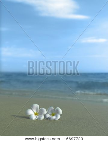 to plumeria blomster i sandet på stranden