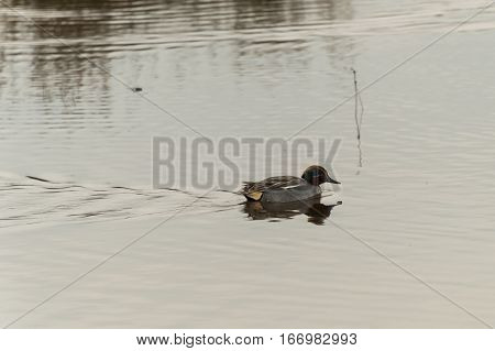 The anas crecca duck at the remolar-filipines reserve