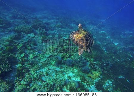 Sea turtle in blue water. Green sea turtle diving in coral reef. Sea tortoise. Green turtle swims in sea.  Aquatic image of summer travel activity with text place