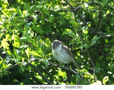 Male whitethroat perched on the branch of a hawthorn