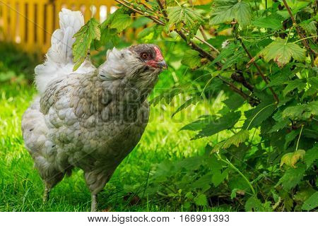 The La araucana chicken breed, grazing on the green grass.