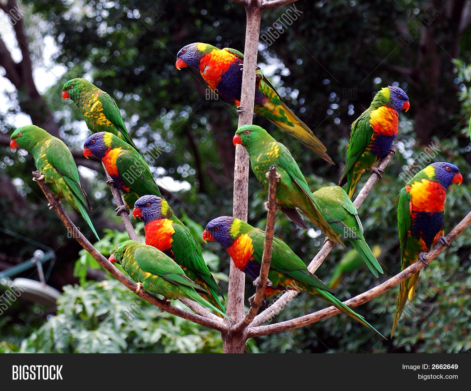 Image Preview