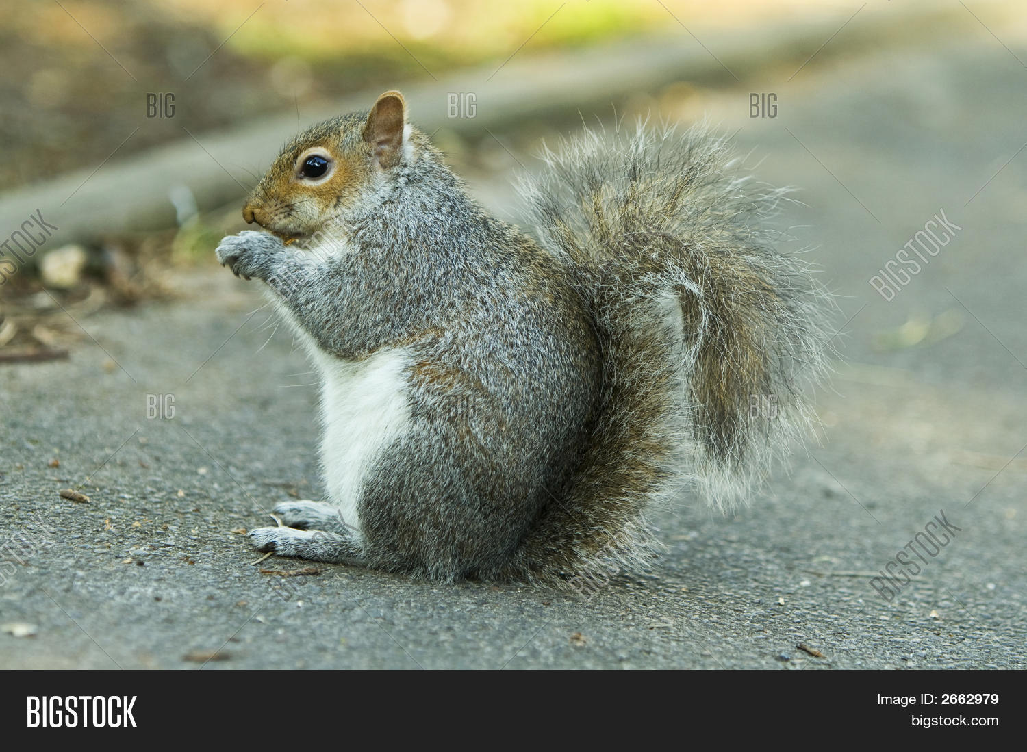 Image Preview