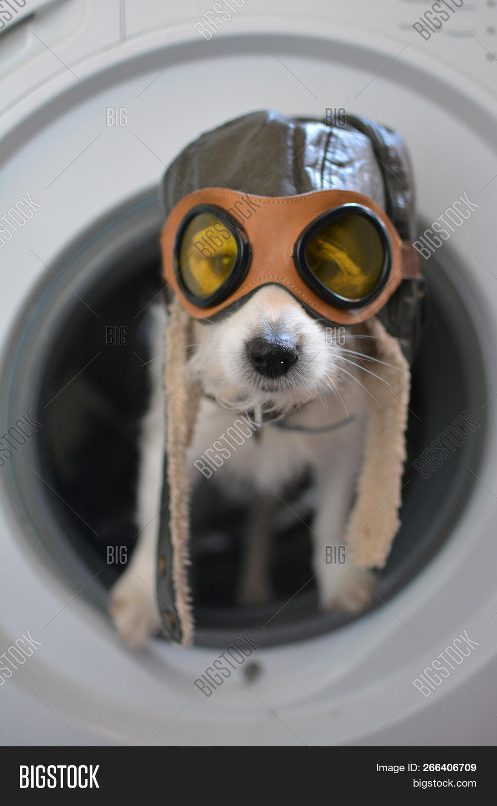dog with pilot goggles