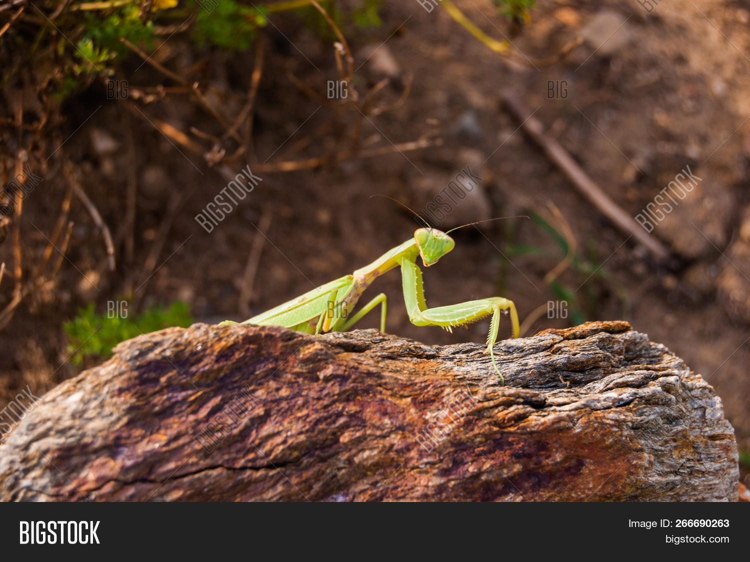 Insect Praying Mantis Image Photo Free Trial Bigstock