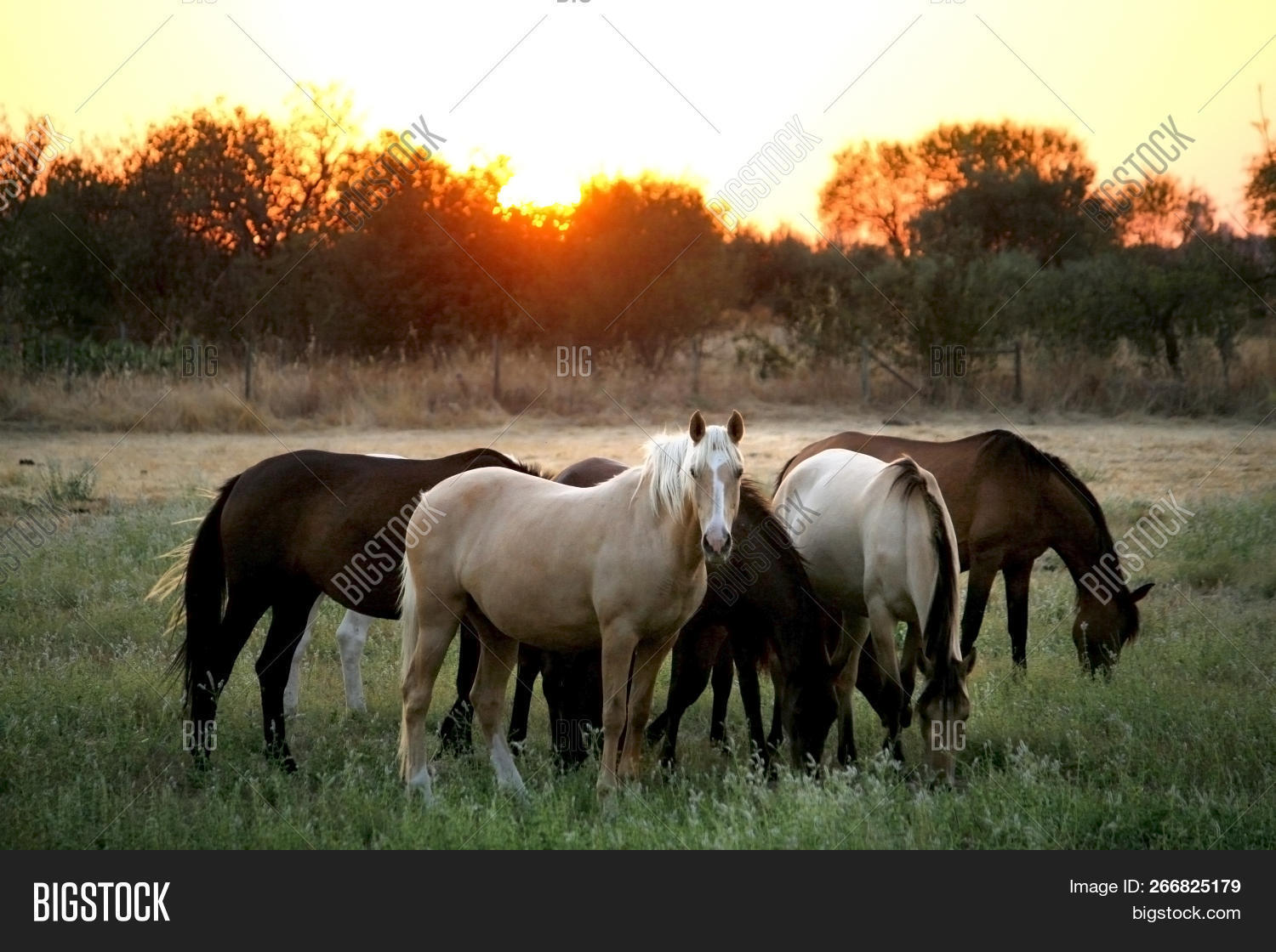 Wild Horses Different Image & Photo (Free Trial) | Bigstock