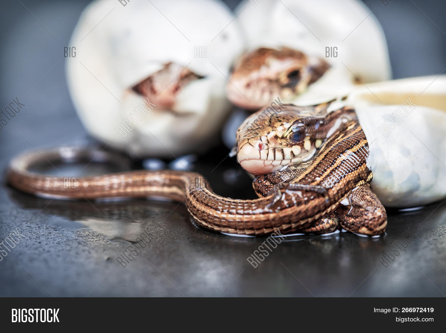 Little Sand Lizards Image & Photo (Free Trial) | Bigstock