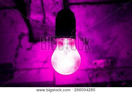 Old Incandescent Lamp Covered With Cobwebs, Hanging From The Ceiling