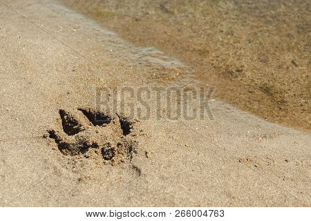 Dog Print In The Sand Near The Water Beach