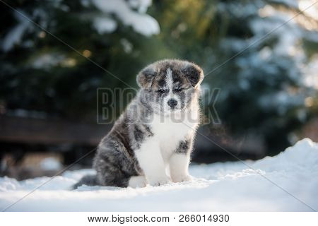 Three American Akita Puppies Posing In A Snow In Winter Forest