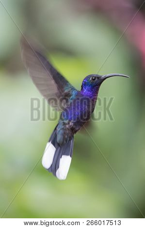 Hummingbird(trochilidae)flying Gems Hummingbird(trochilidae)flying Gems Costa Rica Ecuador South Ame