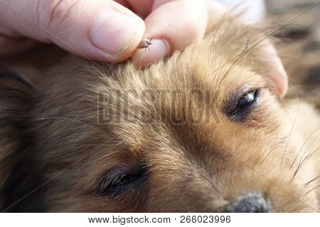 Help Clean Ticks From Dogs.