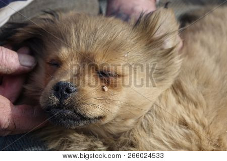Help Clean Ticks From Dogs.