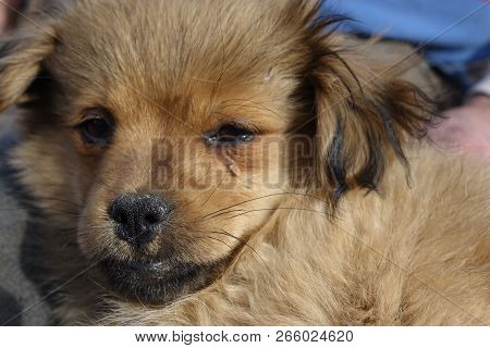 Help Clean Ticks From Dogs.