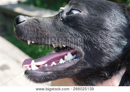 Help Clean Ticks From Dogs.