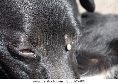 Help Clean Ticks From Dogs.