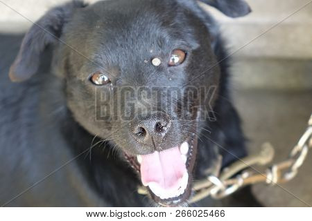 Help Clean Ticks From Dogs.