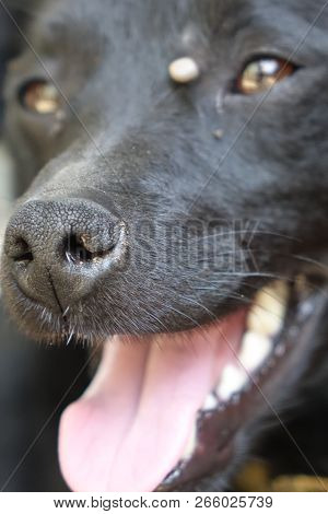 Help Clean Ticks From Dogs.