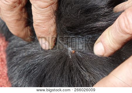 Help Clean Ticks From Dogs.