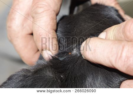 Help Clean Ticks From Dogs.