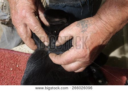 Help Clean Ticks From Dogs.