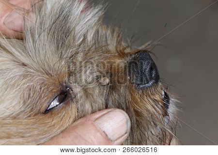Help Clean Ticks From Dogs.