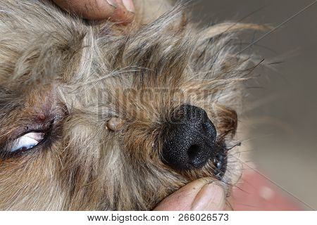 Help Clean Ticks From Dogs.